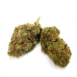 Orange Haze - Indoor